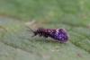Eriocrania sp.
